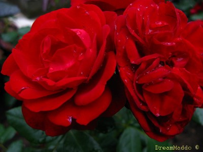 Röda rosor - skansen