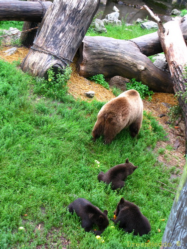 Björnungarna på skansen 2009